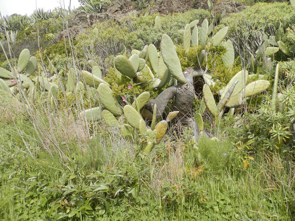 Wanderung von Arure nach  El Cercado, Calera